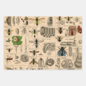 Bee Insect Bug Wasp Natural History Bees Inpakpapier Vel (Voorkant 3)