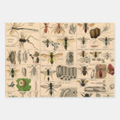 Bee Insect Bug Wasp Natural History Bees Inpakpapier Vel (Voorkant 2)