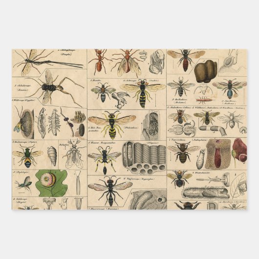 Bee Insect Bug Wasp Natural History Bees Inpakpapier Vel (Voorkant 2)