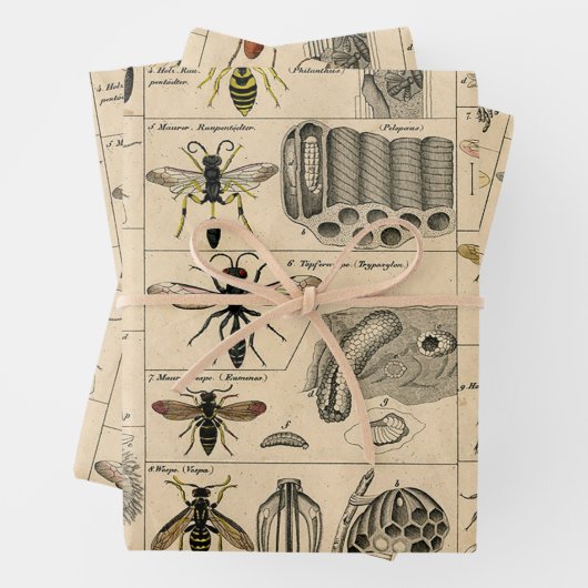 Bee Insect Bug Wasp Natural History Bees Inpakpapier Vel (In situ)