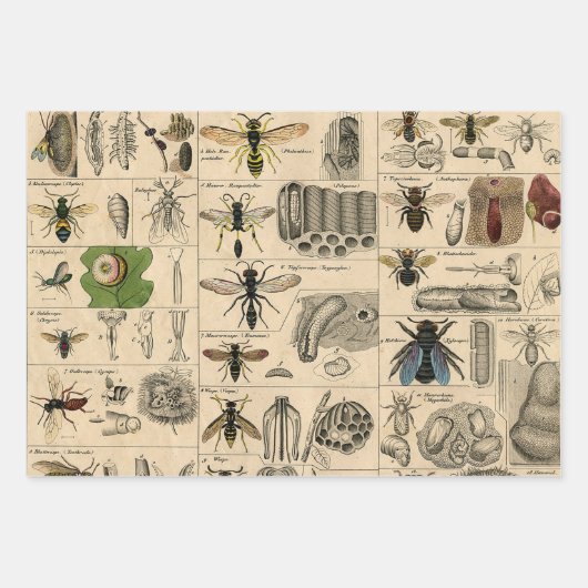 Bee Insect Bug Wasp Natural History Bees Inpakpapier Vel (Voorkant)