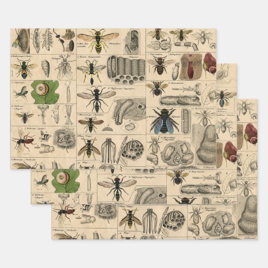 Bee Insect Bug Wasp Natural History Bees Inpakpapier Vel (Set)