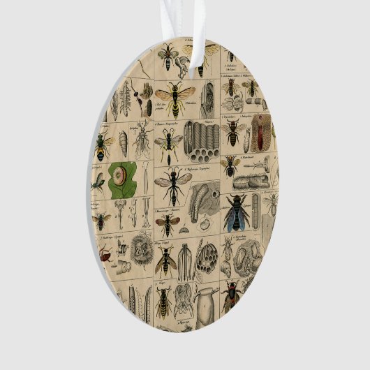 Bee Insect Bug Wasp Natural History Bees Ornament (voorkant)
