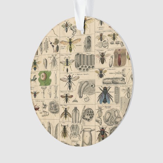 Bee Insect Bug Wasp Natural History Bees Ornament (voorkant)