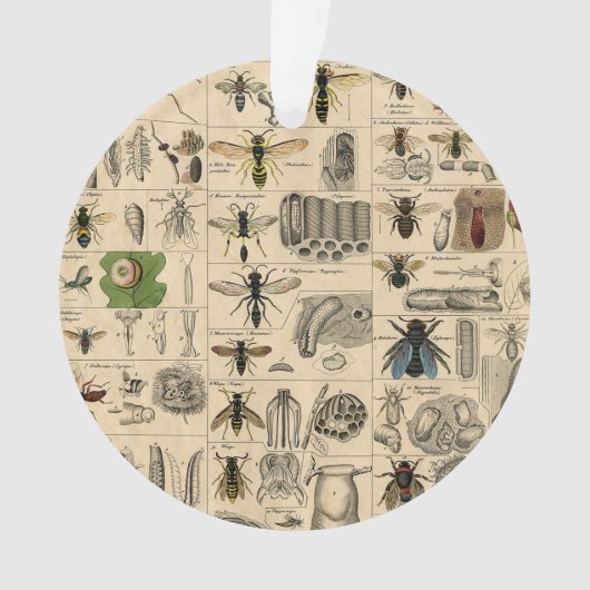 Bee Insect Bug Wasp Natural History Bees Ornament (voorkant)