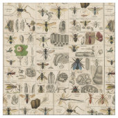 Bee Insect Bug Wasp Natural History Bees Stof (Close Up)