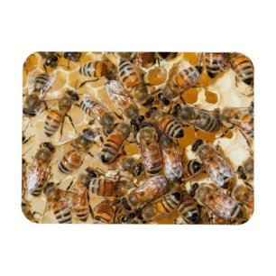 Bee keeping at Arlo's Honey Farm Magneet