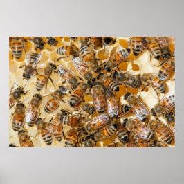 Bee keeping at Arlo's Honey Farm Poster