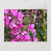 Bee Nice Briefkaart (Voorkant)