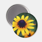 Bee On Black Eyed Susan Flower Nature  Magneet (Voorkant / Achterkant)