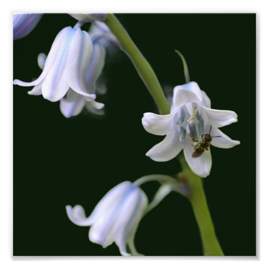 Bee On Bluebell Flower Close Up 8x8 Foto Afdruk (Voorkant)