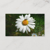 Bee on Daisy Alaskan Summer Nature Photo Visitekaartje (Achterkant)