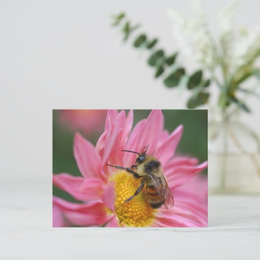 Bee On Pink Daisy Flower Photography Briefkaart (Staand voorkant)