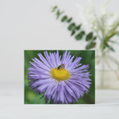 Bee On Purple Daisy Flower Photography  Briefkaart (Staand voorkant)