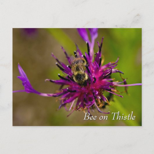Bee on purple thistle flower briefkaart (Voorkant)