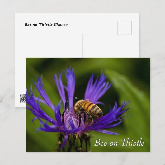 Bee on purple thistle flower briefkaart (Voorkant / Achterkant)