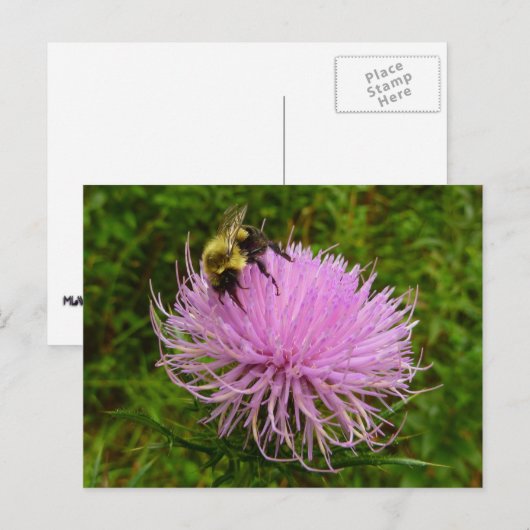 Bee on Thistle Flower Natuur Briefkaart (Voorkant / Achterkant)