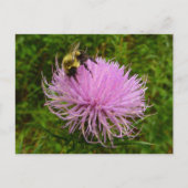 Bee on Thistle Flower Natuur Briefkaart (Voorkant)