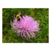 Bee on Thistle Flower Natuur Foto Afdruk (Voorkant)