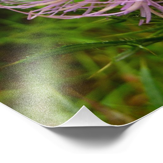 Bee on Thistle Flower Natuur Foto Afdruk (Hoek)