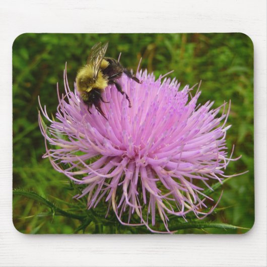 Bee on Thistle Flower Natuur Muismat (Voorkant)