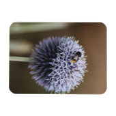 Bee op Allium magnet Magneet (Horizontaal)
