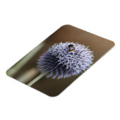 Bee op Allium magnet Magneet (Linkerzijde)