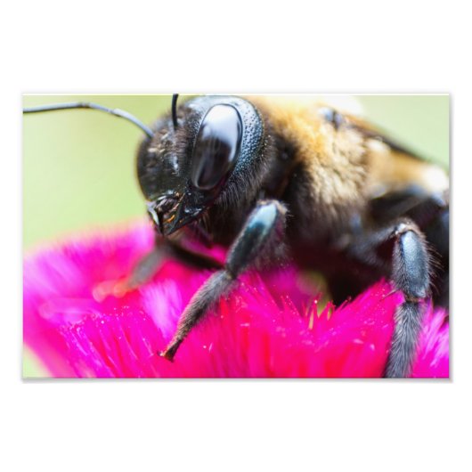 Bee op Celosia, Ohio Foto Afdruk (Voorkant)