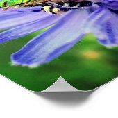 Bee op cichoreienventiel Sluiten Poster