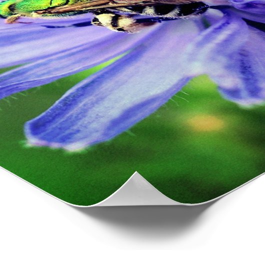 Bee op cichoreienventiel Sluiten Poster (Hoek)