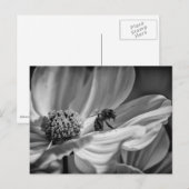 Bee op Cosmo Flower - Briefkaart (Voorkant / Achterkant)
