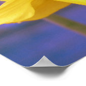 Bee op Daffodil Poster (Hoek)