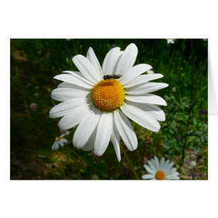 Bee op Daisy Alaskan Summer Natuur Foto