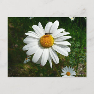 Bee op Daisy Alaskan Summer Natuur Foto Briefkaart