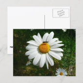 Bee op Daisy Alaskan Summer Natuur Foto Briefkaart (Voorkant / Achterkant)