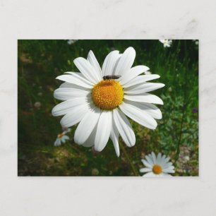 Bee op Daisy Alaskan Summer Natuur Foto Briefkaart