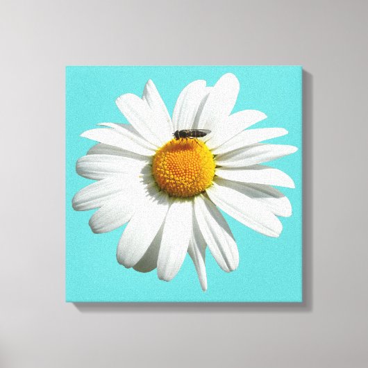 Bee op Daisy Alaskan Summer Natuur Foto Canvas Afdruk (Voorkant)