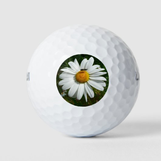 Bee op Daisy Alaskan Summer Natuur Foto Golfballen (Voorkant)