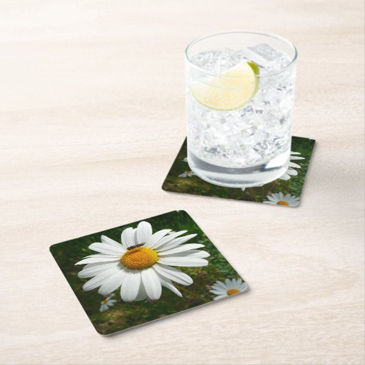Bee op Daisy Alaskan Summer Natuur Foto Kartonnen Onderzetters (Insitu)