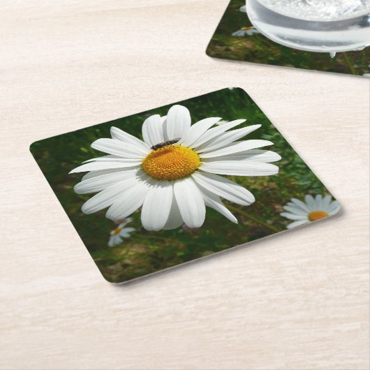 Bee op Daisy Alaskan Summer Natuur Foto Kartonnen Onderzetters (Schuin)