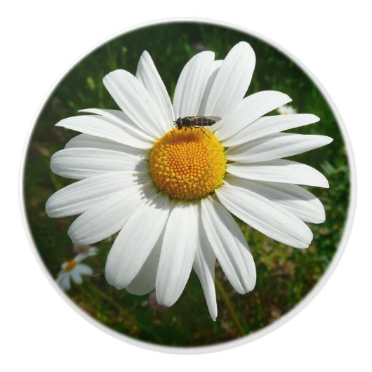 Bee op Daisy Alaskan Summer Natuur Foto Keramische Knop (Voorkant)