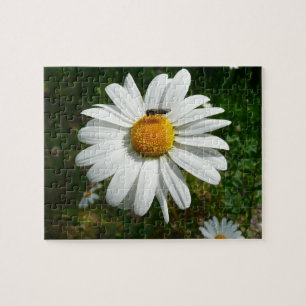 Bee op Daisy Alaskan Summer Natuur Foto Legpuzzel