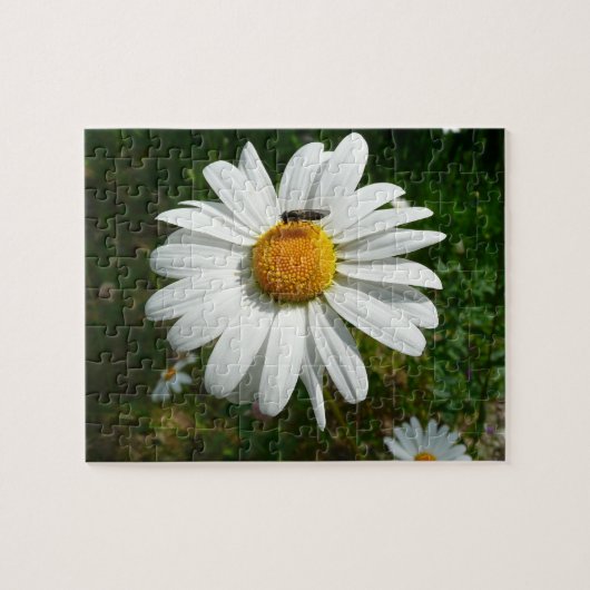 Bee op Daisy Alaskan Summer Natuur Foto Legpuzzel (Horizontaal)