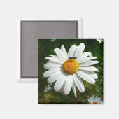 Bee op Daisy Alaskan Summer Natuur Foto Magneet (Voorkant / Achterkant)