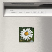 Bee op Daisy Alaskan Summer Natuur Foto Magneet (Insitu (Vaatwasser))