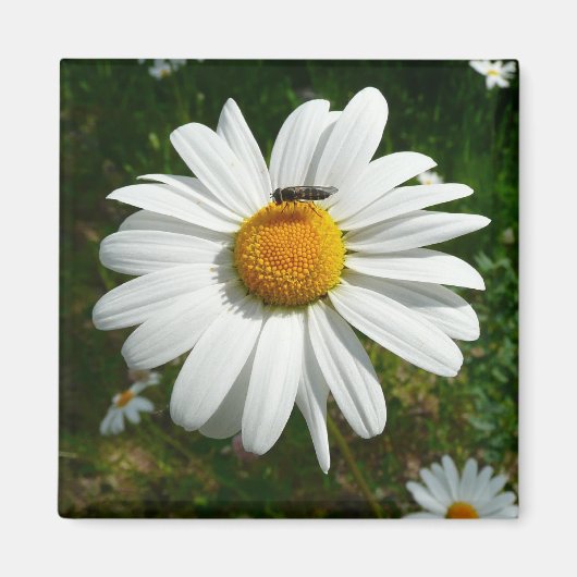 Bee op Daisy Alaskan Summer Natuur Foto Magneet (Voorkant)