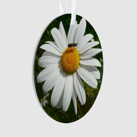 Bee op Daisy Alaskan Summer Natuur Foto Ornament (voorkant)