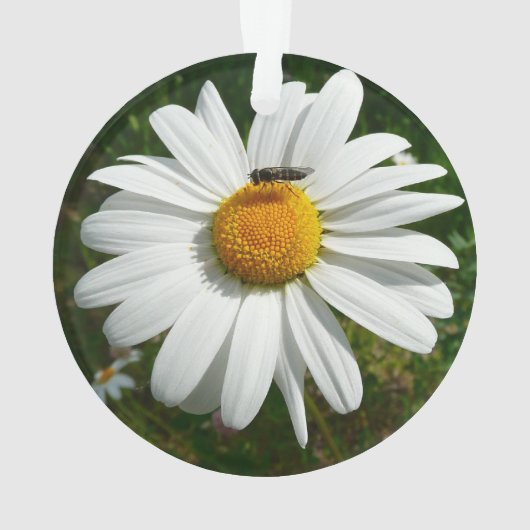 Bee op Daisy Alaskan Summer Natuur Foto Ornament (achterkant)