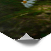 Bee op Daisy Alaskan Summer Natuur Foto Poster (Hoek)