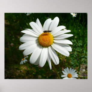 Bee op Daisy Alaskan Summer Natuur Foto Poster